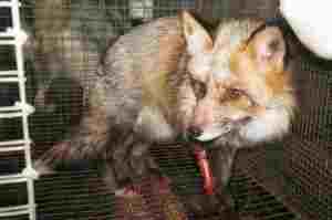 injuredfox300x199.jpg